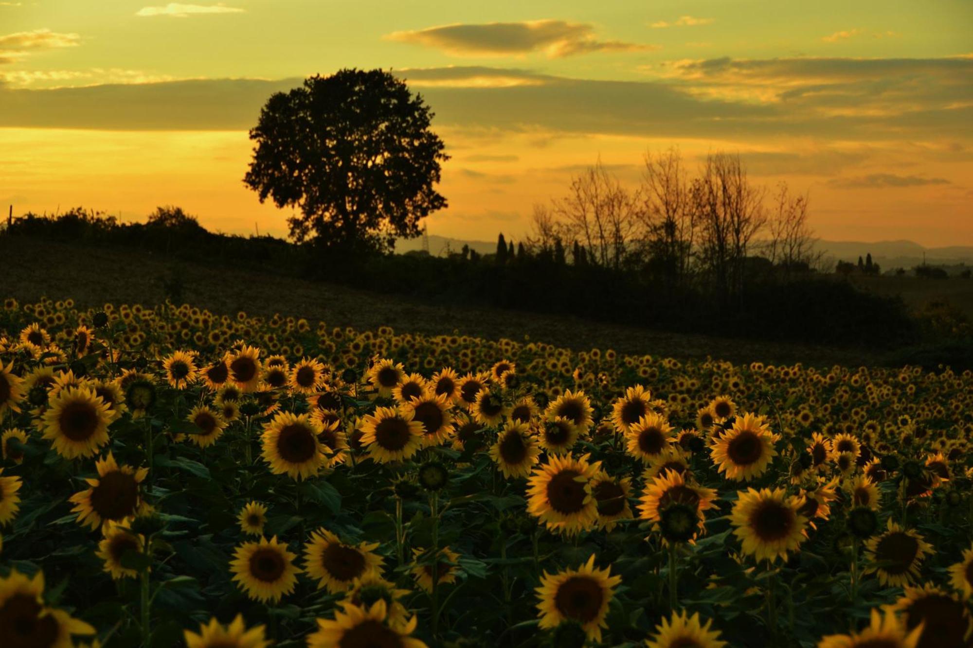 Agriturismo La Casetta Del Sole Villastrada  Exteriér fotografie